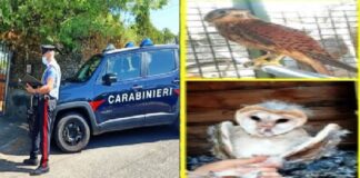I Carabinieri della Stazione di Santa Maria di Licodia, in Ragalna (CT), con il supporto dei colleghi della locale Stazione e del Nucleo Carabinieri CITES di Catania, hanno denunciato un 43enne del posto perché ritenuto responsabile di maltrattamento di animali